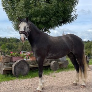 Vente de chevaux et poneys en Bourgogne